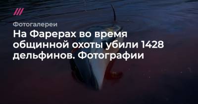 На Фарерах во время общинной охоты убили 1428 дельфинов. Фотографии - tvrain.ru - Фарерские Острова