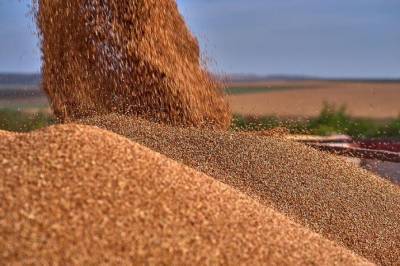 Австралия потеснит Украину и США в списке крупнейших экспортеров пшеницы - agroportal.ua - США - Украина - Австралия