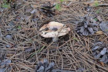 Владимир Путин - Подарки для вологодских грибников, новые "путинские" выплаты и погодные аномалии: обзор новостей дня - vologda-poisk.ru - Вологда