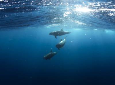Sky News - Жители Фарерских островов забили почти 1,5 тысячи дельфинов и мира - cursorinfo.co.il - Фарерские Острова