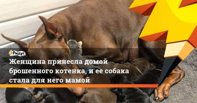 Женщина принесла домой брошенного котенка, и ее собака стала для него мамой - ridus.ru - США