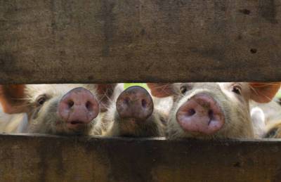 Свиноводство потеряло 1% поголовья - agroportal.ua - Украина