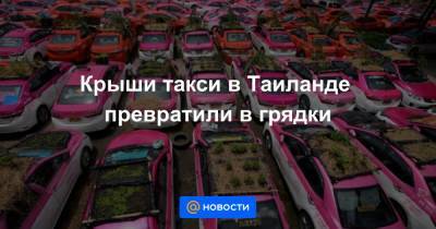 Крыши такси в Таиланде превратили в грядки - news.mail.ru - Таиланд - Бангкок