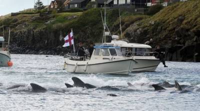 ​На Фарерах убили полторы тысячи дельфинов – зоозащитники всего мира возмущены - agrimpasa.com - Фарерские Острова