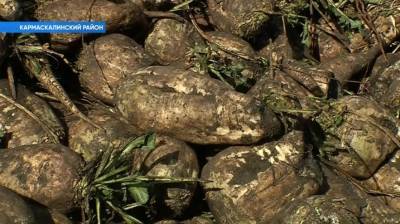 В Башкирии показали, как собирают урожай сахарной свеклы - bash.news - Башкирия