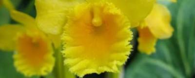 Орхидея Dendrobium chrysotoxum помогает при лечении рака простаты - runews24.ru - Китай - Австралия - county Frontier