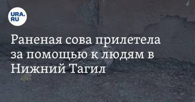 Раненая сова прилетела за помощью к людям в Нижний Тагил. Фото - ura.news - Свердловская обл.