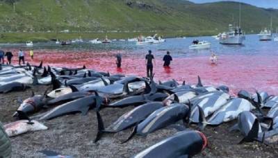 Вода в океане окрасилась кровью: на Фарерских островах убили ножами 1480 дельфинов. ФОТО - enovosty.com - Англия - Исландия - Фарерские Острова