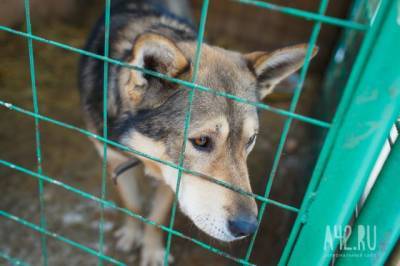 В Бразилии суд признал право собак на моральную компенсацию от хозяев - gazeta.a42.ru - Бразилия