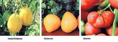 18 лучших сортов томатов с описанием - skuke.net - Киев