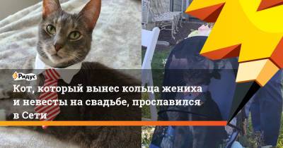 Кот, который вынес кольца жениха и невесты на свадьбе, прославился в Сети - ridus.ru - США - шт.Нью-Джерси