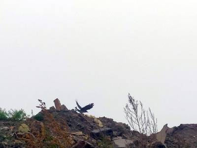 В Приморском районе стартовала ликвидация самой крупной свалки - rosbalt.ru - Санкт-Петербург - р-н. Приморский
