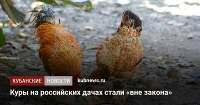 Куры на российских дачах стали «вне закона» - kubnews.ru - Россия - Волгоград