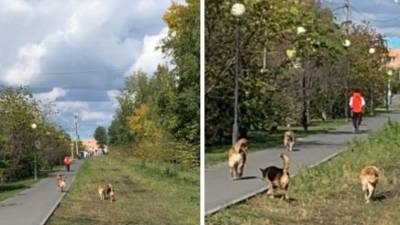 Стаю собак опасаются жители Заречных микрорайонов Тюмени - nashgorod.ru - Тюмень