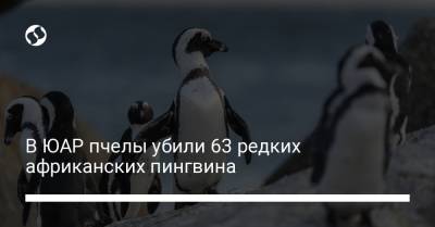 В ЮАР пчелы убили 63 редких африканских пингвина - liga.net - Украина - Юар