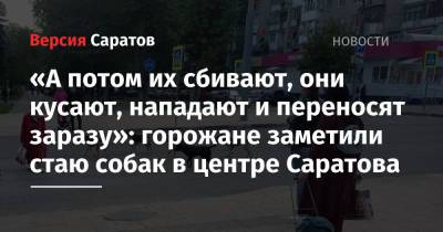 «А потом их сбивают, они кусают, нападают и переносят заразу»: горожане заметили стаю собак в центре Саратова - nversia.ru - Саратова