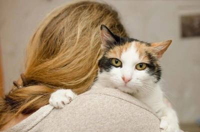 Почему кошки «выбирают» в хозяева одного члена семьи? - skuke.net