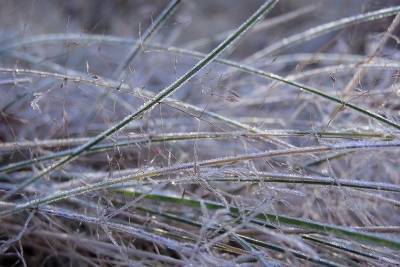 В Кургане ожидаются заморозки до -2 °C - kikonline.ru - Курганская обл. - Югра