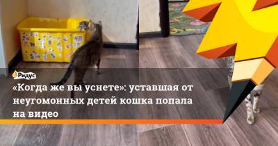 «Когда же вы уснете»: уставшая от неугомонных детей кошка попала на видео - ridus.ru