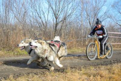 В Комсомольске-на-Амуре пройдет чемпионат по ездовому спорту - hab.aif.ru - Хабаровск