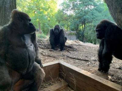13 горилл заразились коронавирусом в американском зоопарке - skuke.net - шт. Джорджия - штат Айова - Интересно