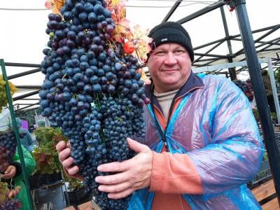 Самую большую гроздь винограда выберут в Липецке - lipetskmedia.ru - Воронежская обл. - Липецкая обл. - Липецк