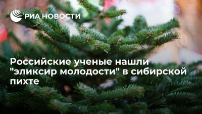 Российские ученые доказали, что сибирская пихта может увеличить продолжительность жизни - ria.ru - Москва - Россия