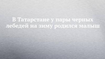 В Татарстане у пары черных лебедей на зиму родился малыш - chelny-izvest.ru - респ. Татарстан - Набережные Челны - Альметьевск