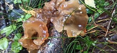 В Приозерском районе нашли необычный гриб-медузу - ivbg.ru - Украина - Ленинградская обл. - район Приозерский