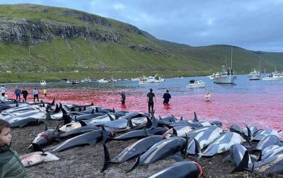 Кровавая вода: на Фарерских островах за ночь убили 1500 дельфинов - korrespondent.net - Украина - Дания - Фарерские Острова