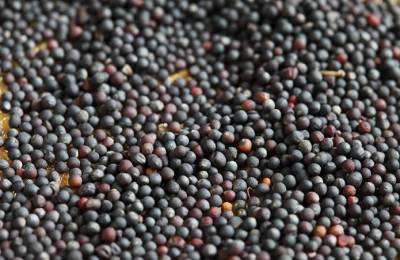 Аграрии Николаевщины экспортировали масличных на $45 млн - agroportal.ua - Украина - Египет - Николаевская обл. - Голландия
