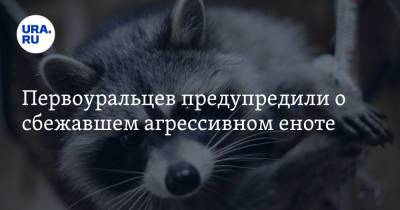 Антон Иванов - Первоуральцев предупредили о сбежавшем агрессивном еноте. «Превратит в мясо» - ura.news - Екатеринбург - Первоуральск