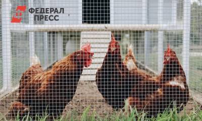 Мария Спиридонова - Россиянам запретят разводить домашних птиц на участках - fedpress.ru - Москва