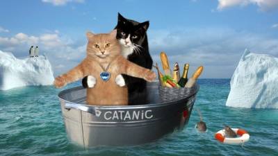 Леонардо Ди-Каприо - Джеймс Кэмерон - Кейт Уинслет - Хозяин и кот повторили культовую сцену из «Титаника» - 5-tv.ru
