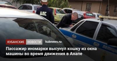 Пассажир иномарки высунул кошку из окна машины во время движения в Анапе - kubnews.ru - Анапа - Краснодарский край - Краснодар