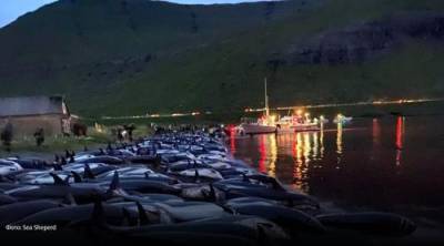 Бессмысленная ежегодная бойня дельфинов произошла на Фарерских островах - argumenti.ru - Дания - Фарерские Острова - Экология