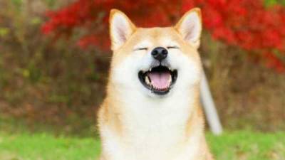 Coinbase добавила в листинг монету Shiba Inu - smartmoney.one - США