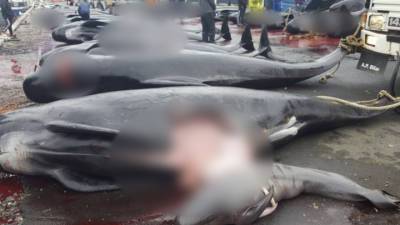 Массовое убийство дельфинов: люди в красной от крови воде - vesti.ru - Фарерские Острова