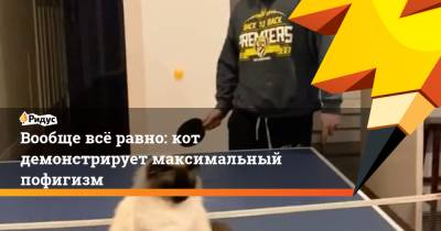 Вообще всё равно: кот демонстрирует максимальный пофигизм - ridus.ru
