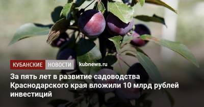 За пять лет в развитие садоводства Краснодарского края вложили 10 млрд рублей инвестиций - kubnews.ru - Россия - Краснодарский край