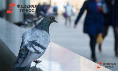 В Челябинске назвали официальные места кормления птиц - fedpress.ru - Челябинск - район Центральный