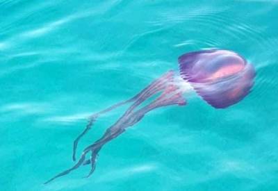 В Эйлате обнаружили редких сиреневых медуз - nashe.orbita.co.il - Малайзия - Индонезия - Фиджи