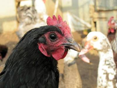 На прилавках петербургских магазинов нашли куриное мясо со смертельно опасными бактериями - rosbalt.ru - Санкт-Петербург - Новгородская обл.