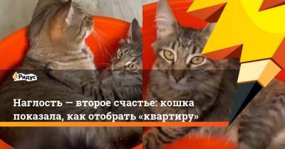 Наглость — второе счастье: кошка показала, как отобрать «квартиру» - ridus.ru