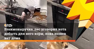 Взаимовыручка: пес уговорил кота добыть для него корм, пока хозяев нет дома - ridus.ru