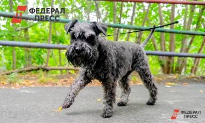 Житель Асбеста сбросил собаку с балкона третьего этажа - fedpress.ru - Екатеринбург - Асбест