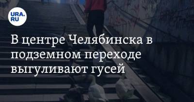 В центре Челябинска в подземном переходе выгуливают гусей. Фото - ura.news - Челябинск