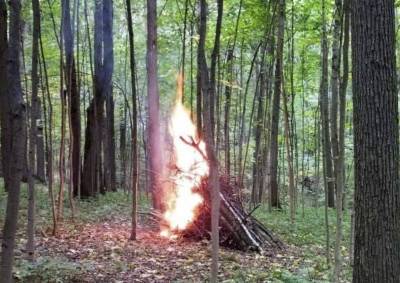 Защитники Битцевского леса сообщили о возгорании на природной территории - mskgazeta.ru - Москва