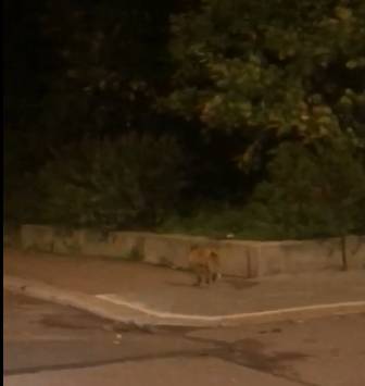 На улицах Выборга заметили юркую лисицу, гуляющую по ночам — видео - ivbg.ru - Украина - Выборг