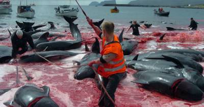 На Фарерских островах убили 1480 дельфинов. Китобои говорят, что это было ошибкой - rus.delfi.lv - Латвия - Фарерские Острова
